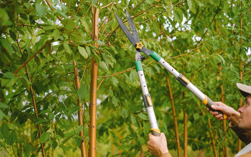 Tree trimming in Hartford City, IN